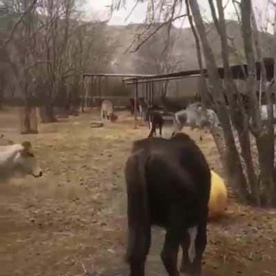 They are like big dogs!