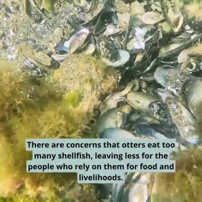 What happens when you bring back a once near-extinct keystone predator to our coast? In the early 1900s, sea otters were hunted to near extinction for their fur. Without them, urchins multiplied unchecked and devoured kelp.