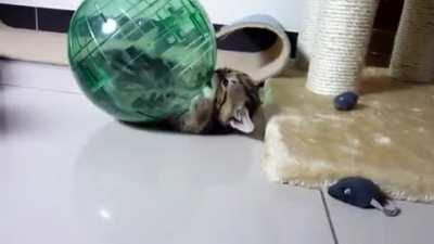 Cutest death star attack ever