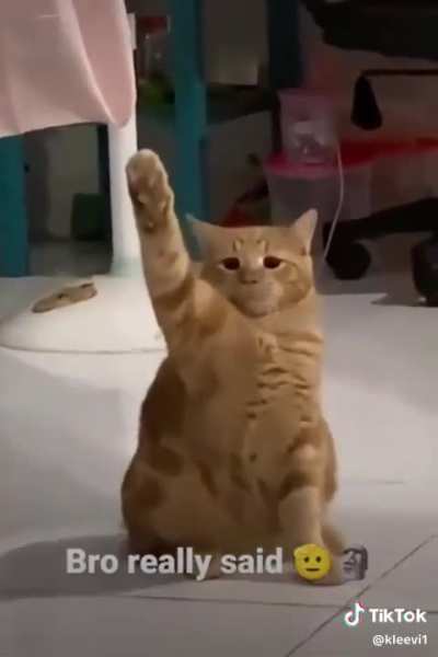 Found Terrorisers cat while scrolling on Tik Tok