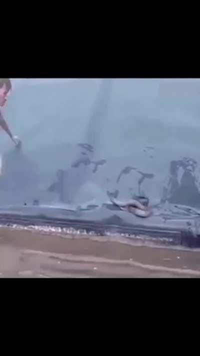 D.O.G. in a nutshell