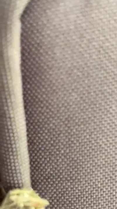 How high do you have to be for your weed to walk away?