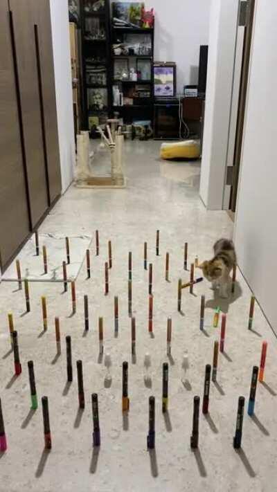 Not the smartest kitten