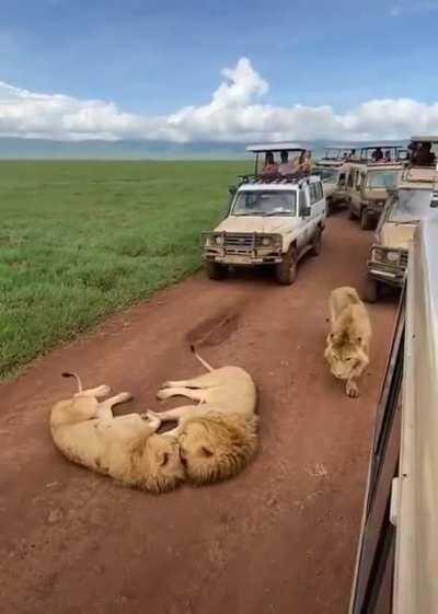 Three lion brothers lying down