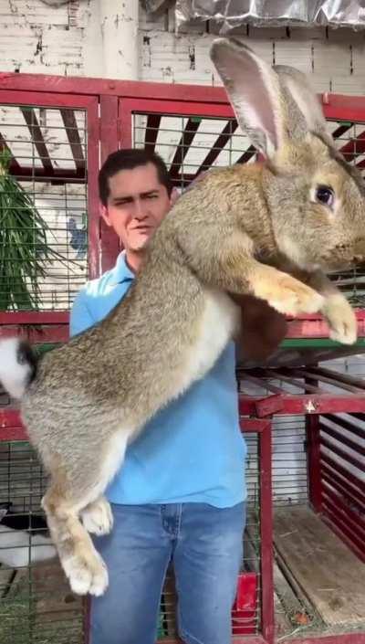 The male Flemish Giant rabbit can weigh up to 22 pounds (10 kg) and the female can get up to 20 pounds (9 kg). At most, they grow to be 2.5 feet long (70 cm)