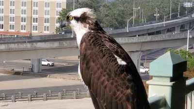 Filming an Osprey up close