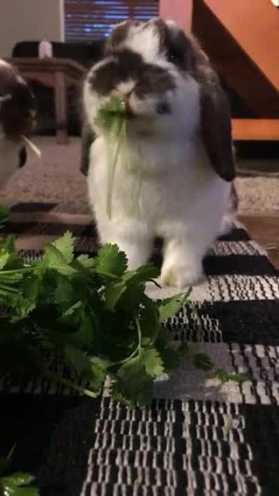 Peanut really, really likes cilantro lol