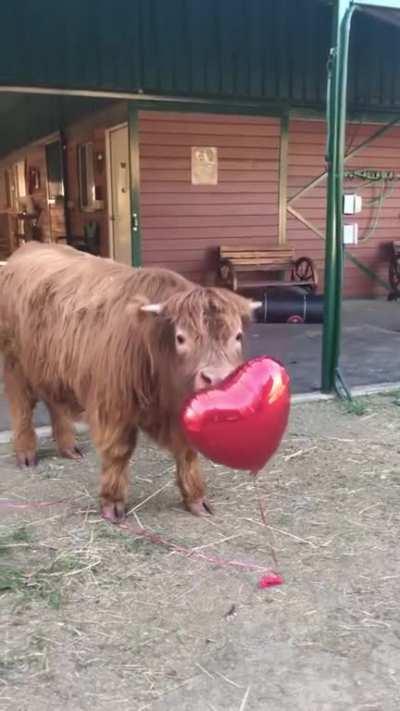 🐮❤️🎈