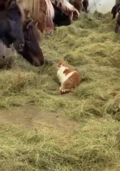 I am just trying to eat...