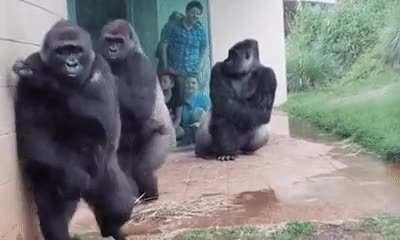 🔥 No one likes getting wet, especially these four adult western lowland gorillas at Riverbanks Zoo in Garden in Columbia, South Carolina.