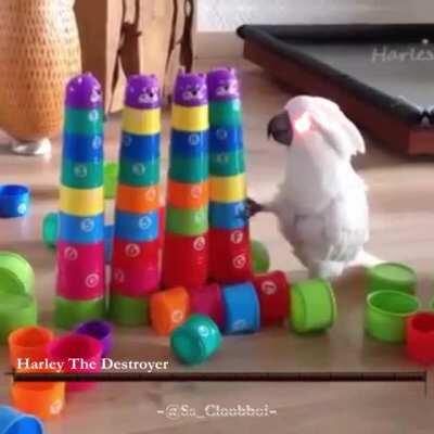 Harley the destroyer summoned by Tully the arch mage