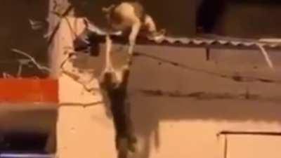 Long Live the King (with Lion King audio)