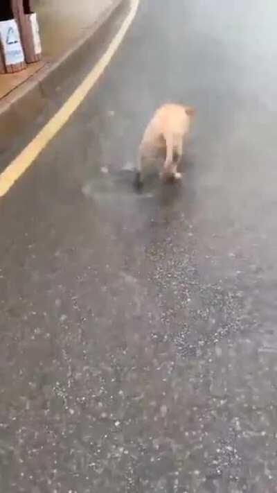 água, cachorro, asfalto, chuva