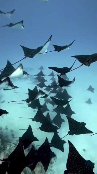 🔥School of Sting Rays
