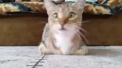 Cat's Reaction To A Horror Movie