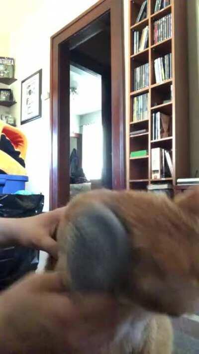 My sister’s cat, Oliver! I’ve posted him before, and he’s back for more! Oli loves brushy brushy time!