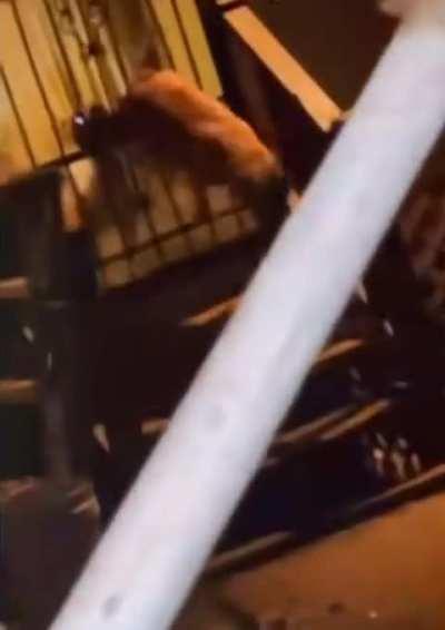 Cupcake, mauler of toddlers