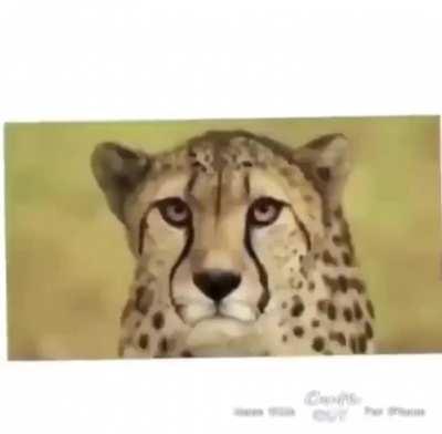 Floppa Grips (I’ve Seen Footage)