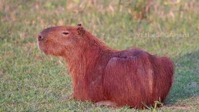 21st century schzoid capybara