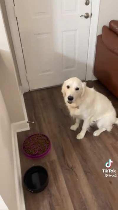 Dog sitter doesn't know release command