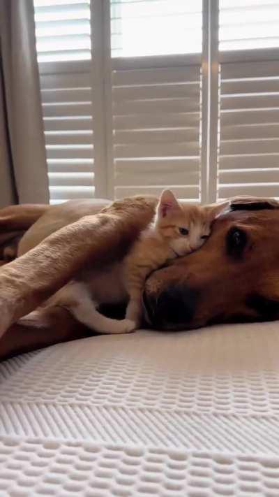 Aww this melted my heart 