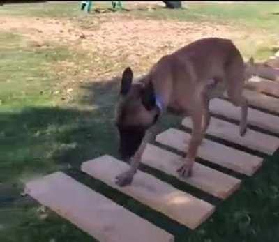 How does someone even begin training their dog to do that.