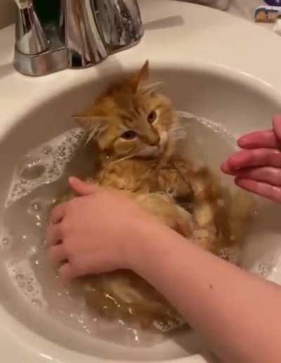 Who is lucky with a cat