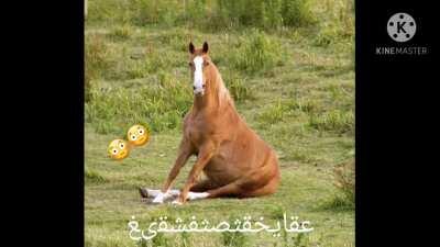 Horseاوقفزغثننهغعز🤣🤣😳😳😳شططallah