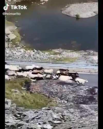 🔥 Sheep