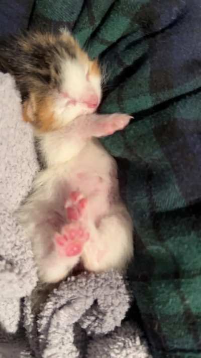 Sound up for this tiny motor! Bonus little beans. 🥺