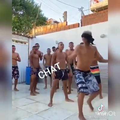 O lindinho conhece bem o chat 🤗