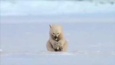 Seal accidentally scares baby polar bear