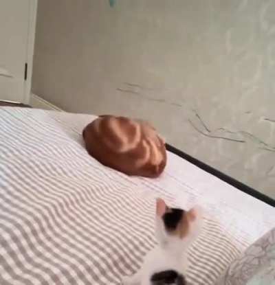 From crab to kaiser roll