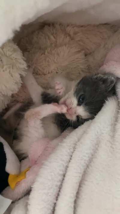 Juvenile delinquent puts up a fight before dinner time