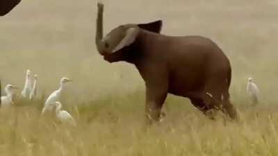 A baby elephant having a serious battle with its adorably small trunk
