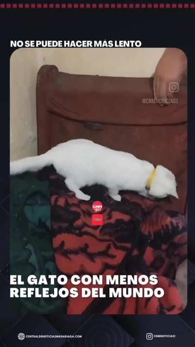 Gato sin reflejos o entongado con las lauchas?