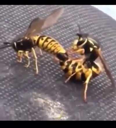 Camera man made this video 100x better