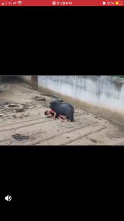 [NSFL] Man gets attack by a bear