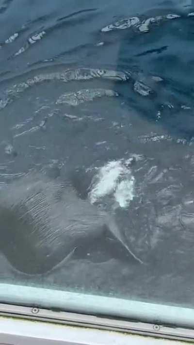 This otter thinks the phone is a clam after lady drops it in enclosure!