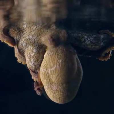🔥 A Sleeping Octopus Changes Color While Dreaming.