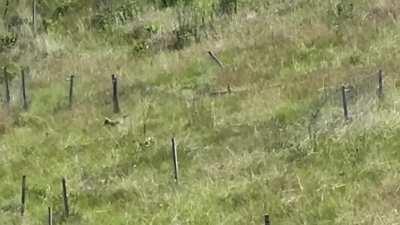 I spotted coyote pups in the Northerly Island prairie today!