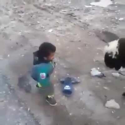 Показал барану кто тут главный