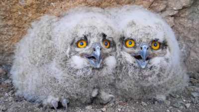 🔥 A pair of Eurasian Eagle-Owl babies (sound on)