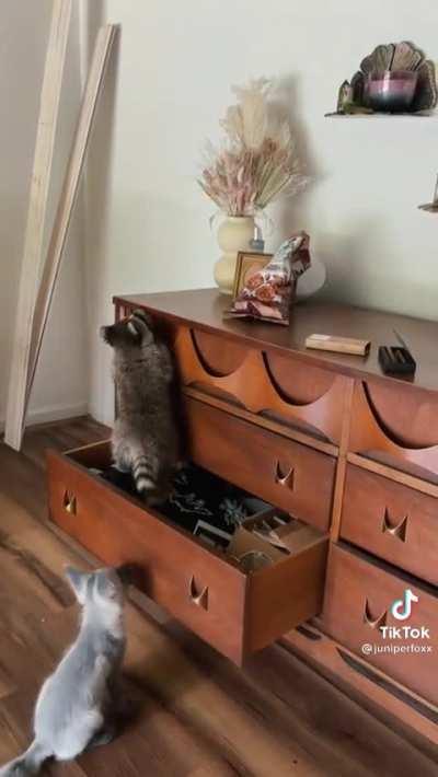 Baby racoon & baby fox