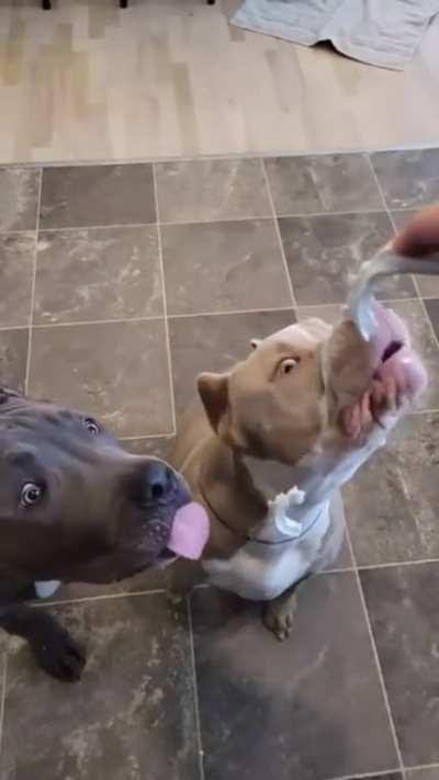 To Catch the Whipped Cream