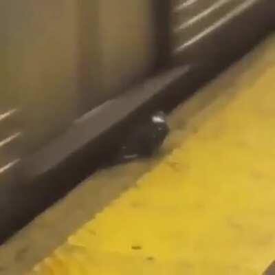 The most badass pigeon ever.