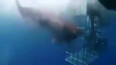 Scuba diving gone wrong, for the shark