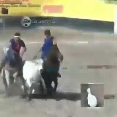 pega o pato quen quen