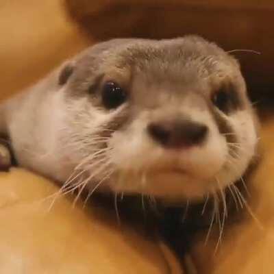 I definitely need an otter