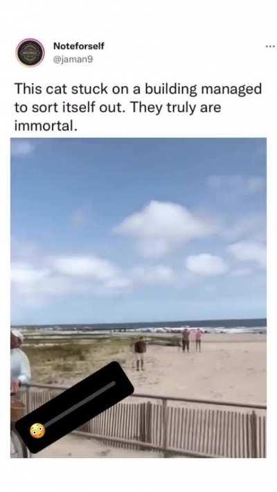 Tough decision by cat or no option?